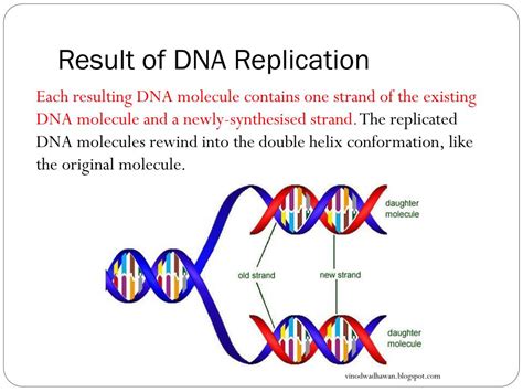 dna replication results in two dna molecules|9.2: DNA Replication .